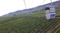 wir schweben ca. 15 m über den Weinbergen &ndash; &copy; Horst Hallfarth (Eberhardt TRAVEL)
