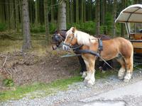 Kutschfahrt &ndash; &copy; Kerstin Hugel (Eberhardt TRAVEL)