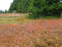 Hochheide &ndash; &copy; Kerstin Hugel (Eberhardt TRAVEL)