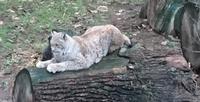 Herr Luchs im Wildpark Güstrow beim Krallen wetzen &ndash; &copy; Simone Willner (Eberhardt TRAVEL)