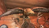 Steinadler &ndash; &copy; Gina Egenolf (Eberhardt TRAVEL)