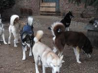 Husky &ndash; &copy; Sabine Letzybyll (Eberhardt TRAVEL)