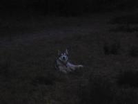 Husky &ndash; &copy; Sabine Letzybyll (Eberhardt TRAVEL)