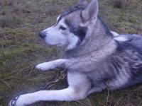 Husky &ndash; &copy; Sabine Letzybyll (Eberhardt TRAVEL)