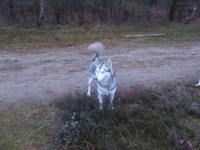 Husky &ndash; &copy; Sabine Letzybyll (Eberhardt TRAVEL)