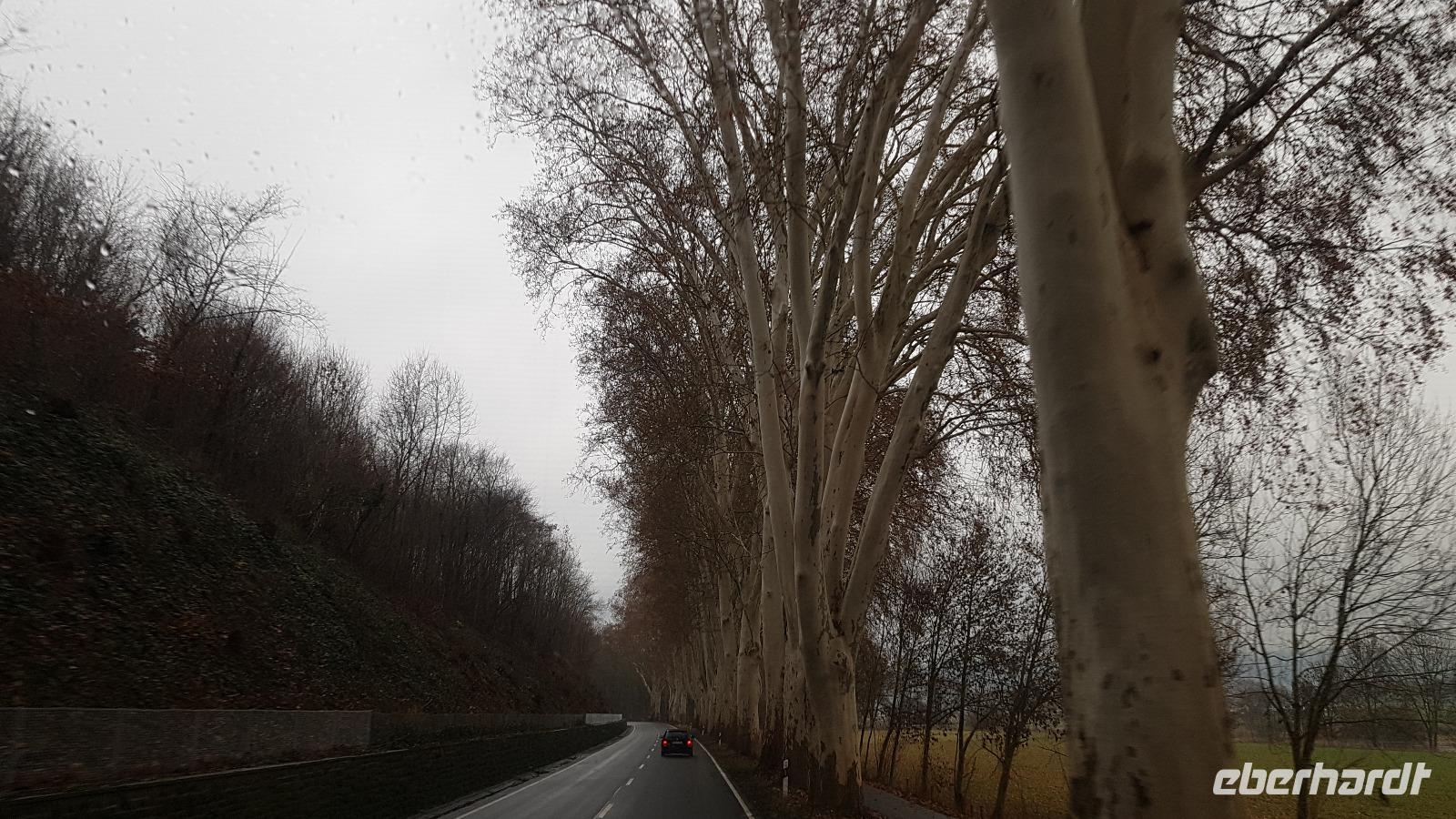 Platanenalleen 20181229 094542 &ndash; &copy; Marlies Thrum (Eberhardt TRAVEL)
