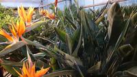 Palmenhaus Bad Pyrmont 20190101 162643 &ndash; &copy; Marlies Thrum (Eberhardt TRAVEL)