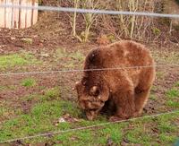 Im Bärenpark