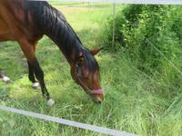 Pferd im Spreewald