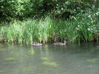 Wildenten Paar im Spreewald