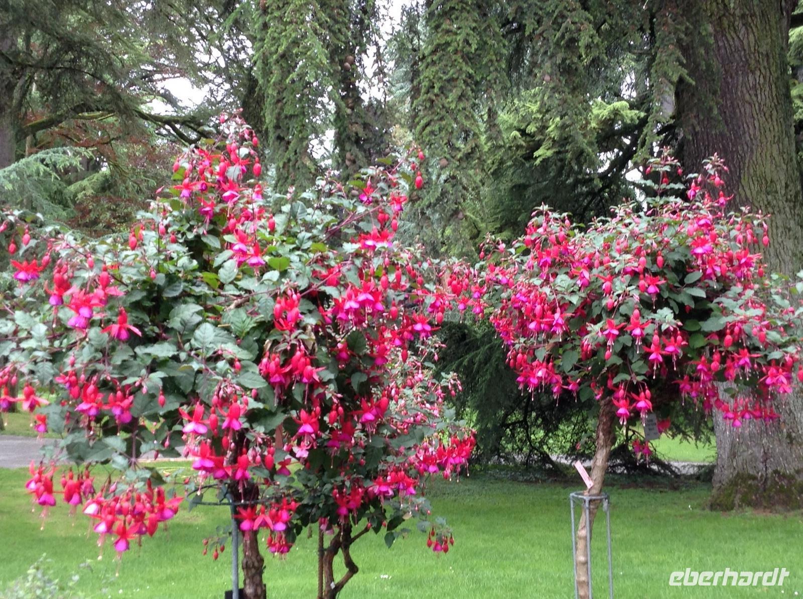 Fuchsienstämmchen &ndash; &copy; Uta Schöne (Eberhardt TRAVEL)