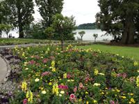 Blumen überall