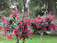 Fuchsienstämmchen &ndash; &copy; Uta Schöne (Eberhardt TRAVEL)