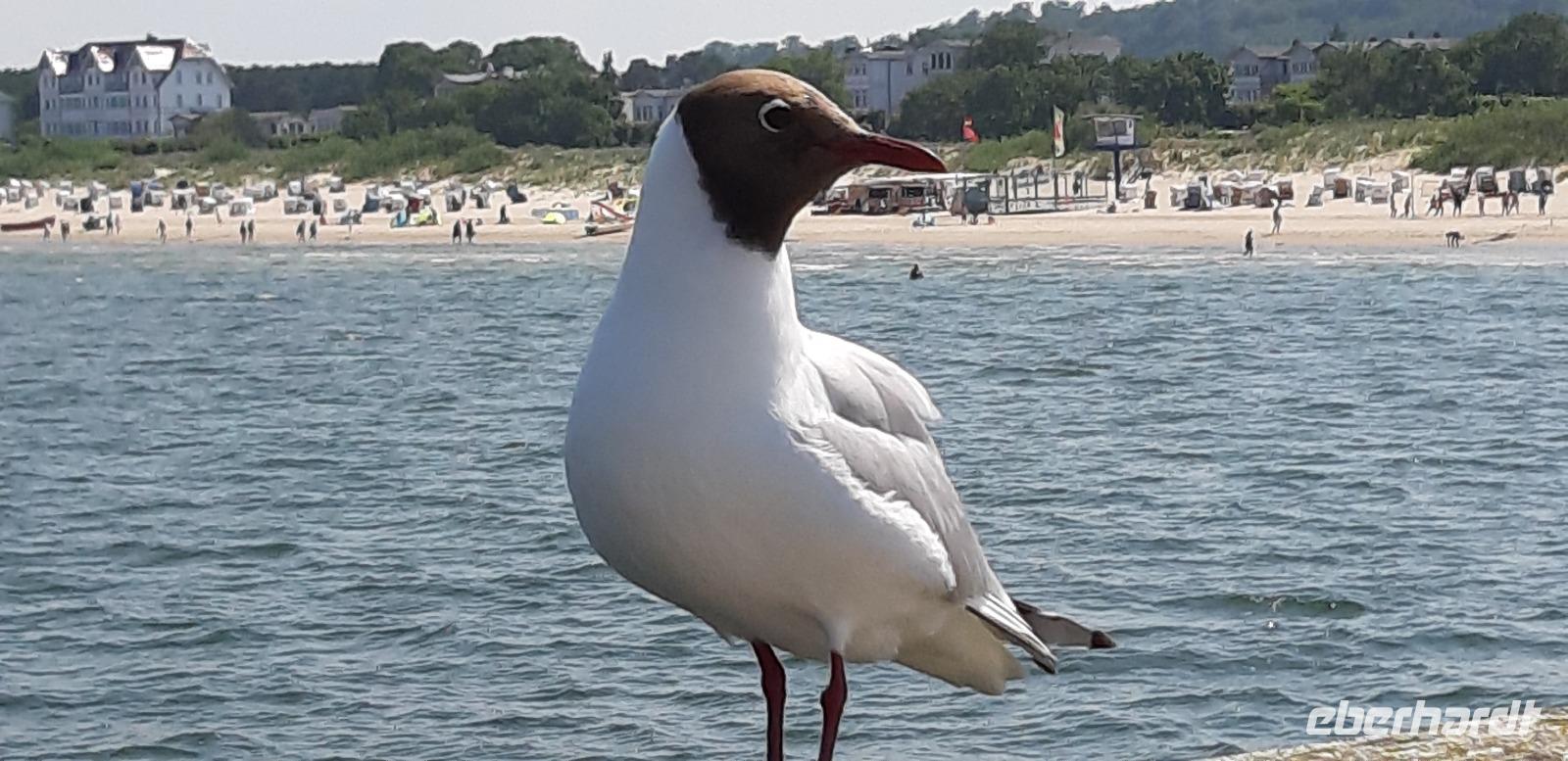 Lachmöwe Frieda auf der Seebrücke Ahlbeck &ndash; &copy; Uta Hertel (Eberhardt TRAVEL)