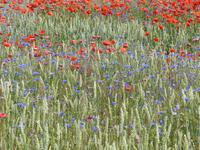 P1120414 &ndash; &copy; Margret van Blokland (Eberhardt TRAVEL)