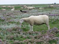auf der Hallig Nordstrandischmoor &ndash; &copy; Jacob Spangenberg (Eberhardt TRAVEL)