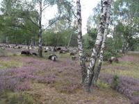 SAM_0496