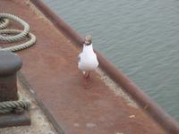 Möwe &ndash; &copy; Ina Lakermann (Eberhardt TRAVEL)