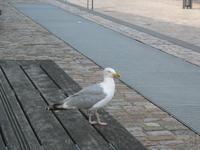 Möwe &ndash; &copy; Ina Lakermann (Eberhardt TRAVEL)