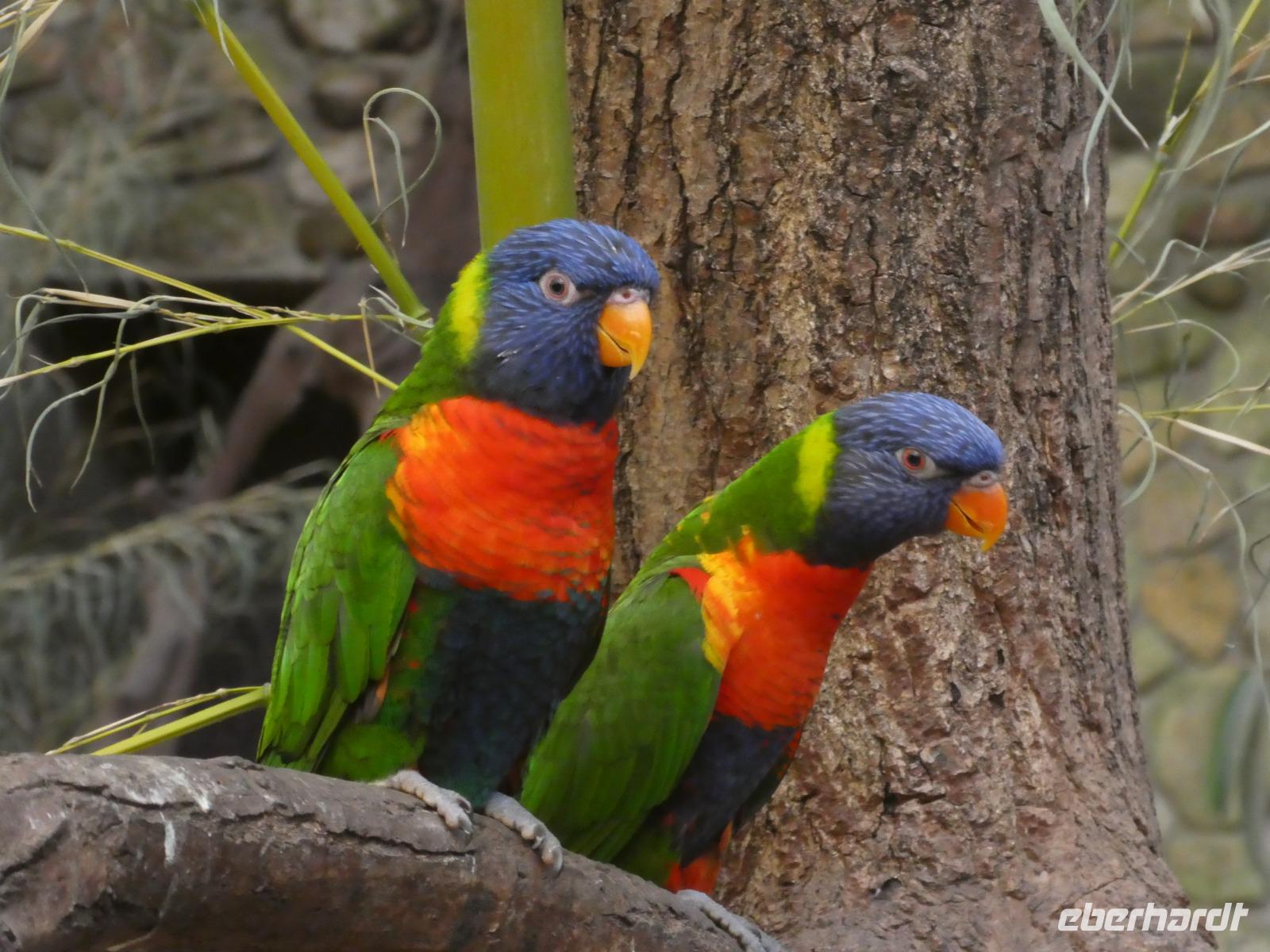 Vogelpark Walsrode &ndash; &copy; Kerstin Hugel (Eberhardt TRAVEL)