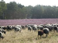 Lüneburger Heide &ndash; &copy; Kerstin Hugel (Eberhardt TRAVEL)