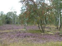 Lüneburger Heide &ndash; &copy; Kerstin Hugel (Eberhardt TRAVEL)