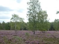 Lüneburger Heide &ndash; &copy; Kerstin Hugel (Eberhardt TRAVEL)