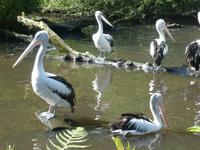 Vogelpark Walsrode