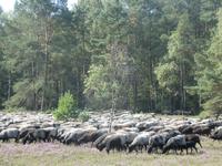 Südheide &ndash; &copy; Kerstin Hugel (Eberhardt TRAVEL)