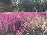 Glöckchen-Heide &ndash; &copy; Sabine C. Seifert (Eberhardt TRAVEL)
