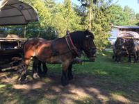 Kutschfahrt durch die Heide &ndash; &copy; Sabine C. Seifert (Eberhardt TRAVEL)