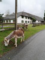 1b Aiderbichl (25) &ndash; &copy; Jürgen Müller (Eberhardt TRAVEL)