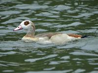 112 Nilgans &ndash; &copy; Till Abraham (Eberhardt TRAVEL)
