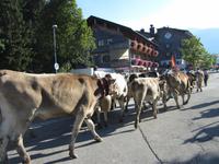 Alpabtrieb &ndash; &copy; Gisela Gerlach (Eberhardt TRAVEL)