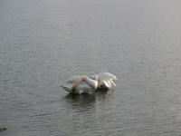 Starnberger See &ndash; &copy; Ina Lakermann (Eberhardt TRAVEL)