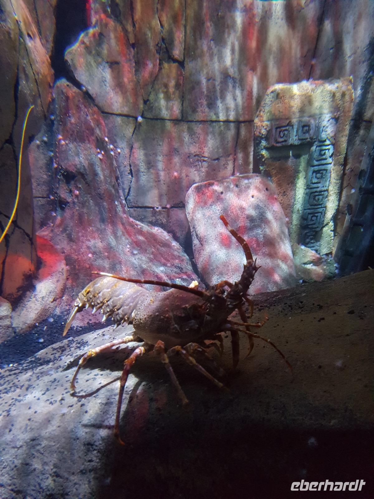 12_Sea Life &ndash; &copy; Jörg Nesse (Eberhardt TRAVEL)