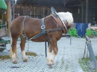 Wilhelmsreut_Kremserfahrt beim Milchbauern &ndash; &copy; Grit Wendelberger (Eberhardt TRAVEL)