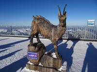 9. Tiroler Gamsbock &ndash; &copy; Gisela Hohlfeld (Eberhardt TRAVEL)