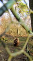 Wolf- und Bärenpark Worbis &ndash; &copy; Peggy Pfützner (Eberhardt TRAVEL)