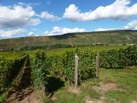 Flach- und Steillagen &ndash; &copy; Jens Fischer (Eberhardt TRAVEL)
