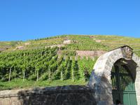 Blick auf die Weinberge von Radebeul!