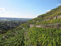 Blick über die Weinberge und Radebeul &ndash; &copy; Anne Schröder (Eberhardt TRAVEL)