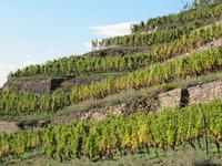 Die Weinterrassen von Radebeul &ndash; &copy; Anne Schröder (Eberhardt TRAVEL)