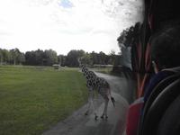Serengetipark IV