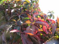 Die schönste Seite des Herbstes
