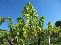 Wein, Wein und Wein
