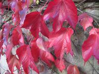 Der Herbst ist da