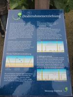 Auch der Wein muss ERzogen werden