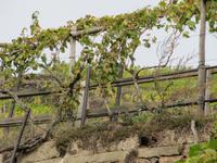 der Schwebende Weinstock