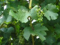 Grüner Veltliner umDürnstein &ndash; &copy; Steffi Zimmermann (Eberhardt TRAVEL)